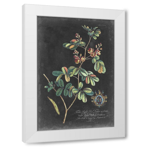 Dramatic Royal Botanical IV White Modern Wood Framed Art Print by Ehret, George