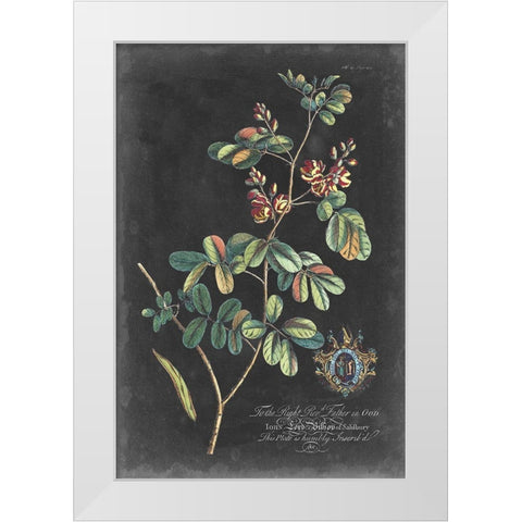 Dramatic Royal Botanical IV White Modern Wood Framed Art Print by Ehret, George
