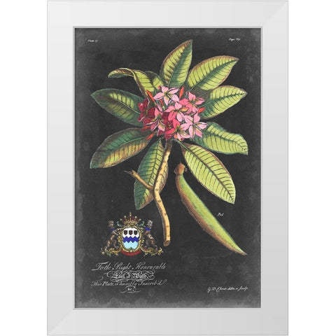 Dramatic Royal Botanical V White Modern Wood Framed Art Print by Ehret, George