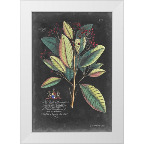 Dramatic Royal Botanical VI White Modern Wood Framed Art Print by Ehret, George