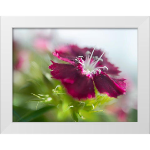 Glorious in Red II White Modern Wood Framed Art Print by Hunt, Gillian