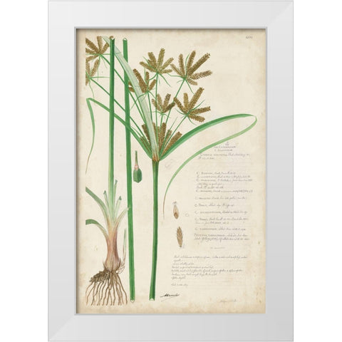 Descubes Botanical Grass I White Modern Wood Framed Art Print by Descubes, A.