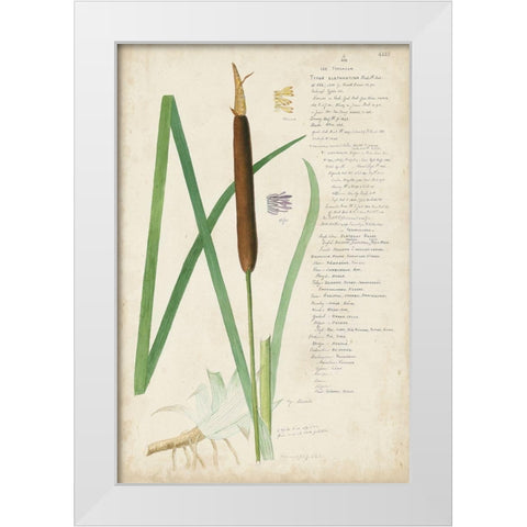 Descubes Botanical Grass II White Modern Wood Framed Art Print by Descubes, A.