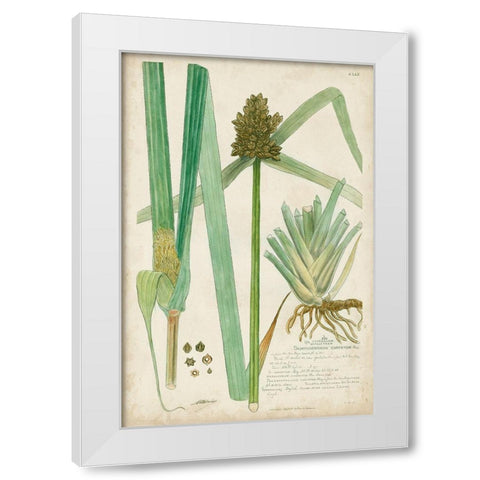 Descubes Botanical Grass III White Modern Wood Framed Art Print by Descubes, A.