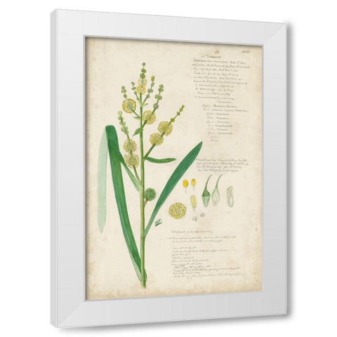 Descubes Botanical Grass IV White Modern Wood Framed Art Print by Descubes, A.