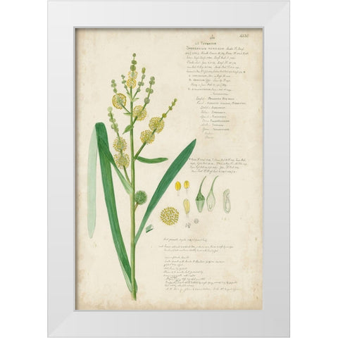 Descubes Botanical Grass IV White Modern Wood Framed Art Print by Descubes, A.