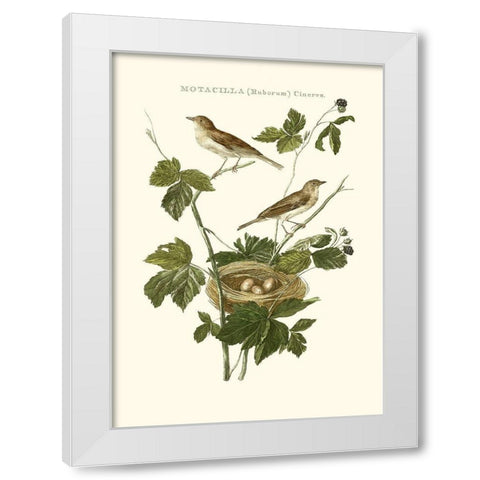 Nozeman White Throat Blackberry White Modern Wood Framed Art Print by Nozeman