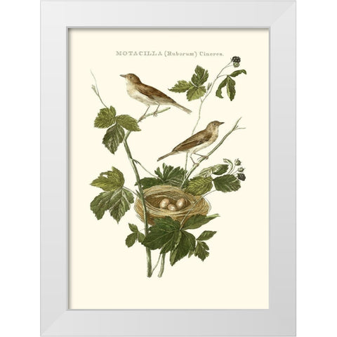 Nozeman White Throat Blackberry White Modern Wood Framed Art Print by Nozeman