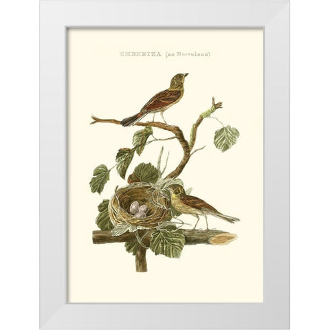 Nozeman Common Teal Nest White Modern Wood Framed Art Print by Nozeman