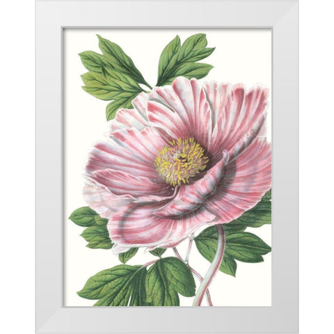 Floral Beauty VI White Modern Wood Framed Art Print by Vision Studio