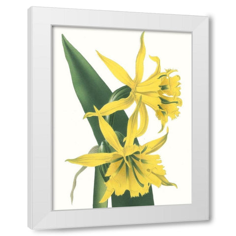 Floral Beauty VIII White Modern Wood Framed Art Print by Vision Studio