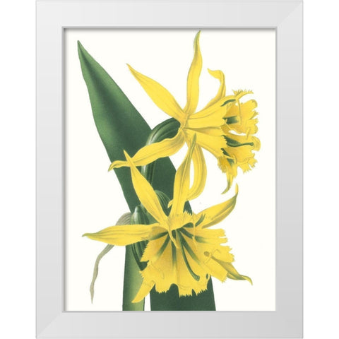 Floral Beauty VIII White Modern Wood Framed Art Print by Vision Studio