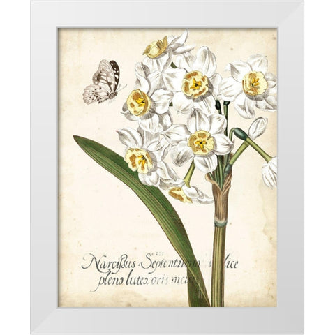 Narcissus Botanique II White Modern Wood Framed Art Print by Vision Studio