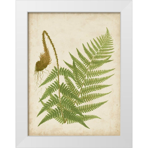 Fern Trio I White Modern Wood Framed Art Print by Vision Studio