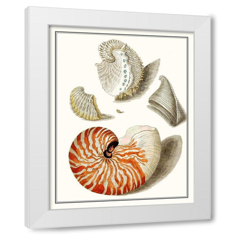 Collected Shells I White Modern Wood Framed Art Print by Vision Studio