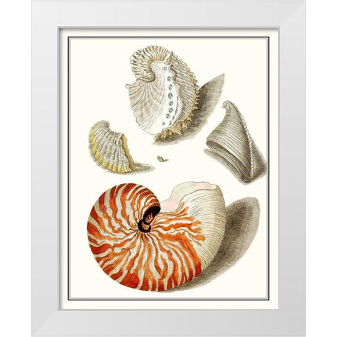 Collected Shells I White Modern Wood Framed Art Print by Vision Studio