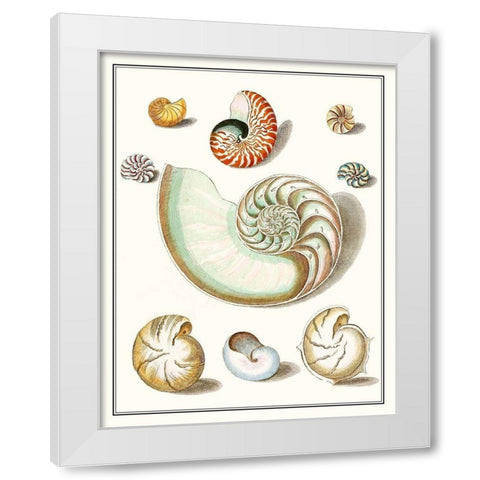 Collected Shells II White Modern Wood Framed Art Print by Vision Studio