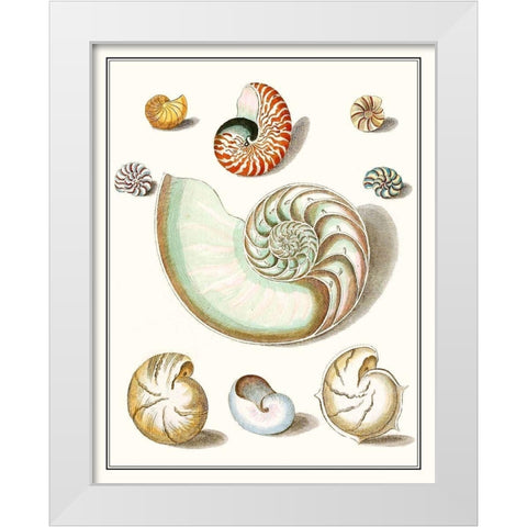 Collected Shells II White Modern Wood Framed Art Print by Vision Studio