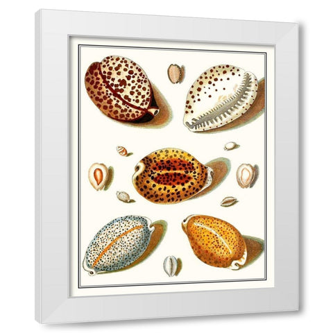 Collected Shells III White Modern Wood Framed Art Print by Vision Studio