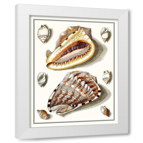 Collected Shells IV White Modern Wood Framed Art Print by Vision Studio