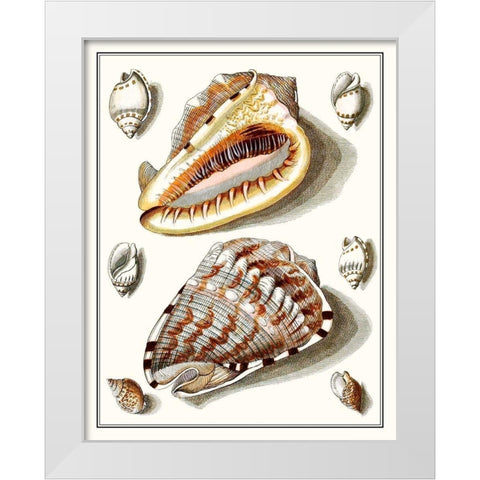 Collected Shells IV White Modern Wood Framed Art Print by Vision Studio