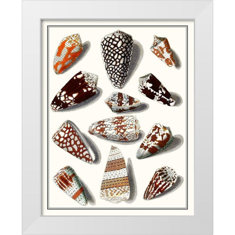 Collected Shells V White Modern Wood Framed Art Print by Vision Studio