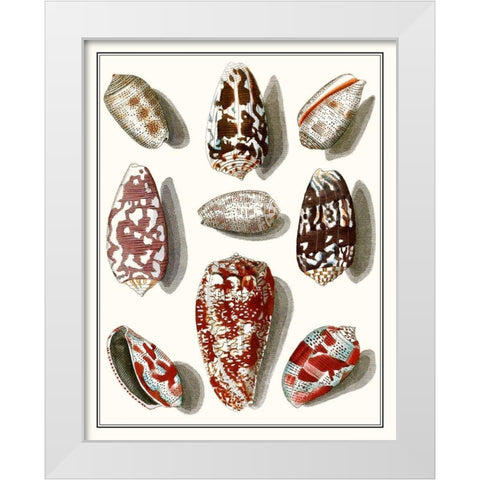 Collected Shells VI White Modern Wood Framed Art Print by Vision Studio