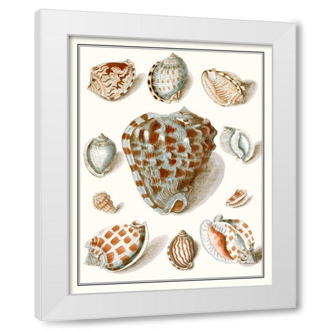 Collected Shells VIII White Modern Wood Framed Art Print by Vision Studio