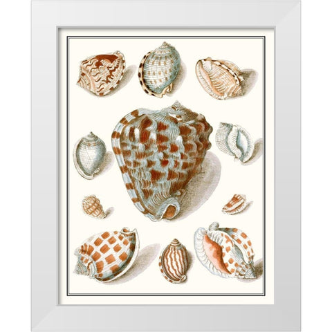 Collected Shells VIII White Modern Wood Framed Art Print by Vision Studio