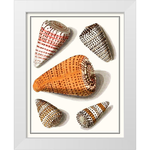 Collected Shells IX White Modern Wood Framed Art Print by Vision Studio