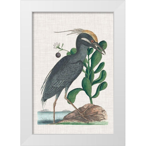 Catesby Heron I White Modern Wood Framed Art Print by Catesby, Mark