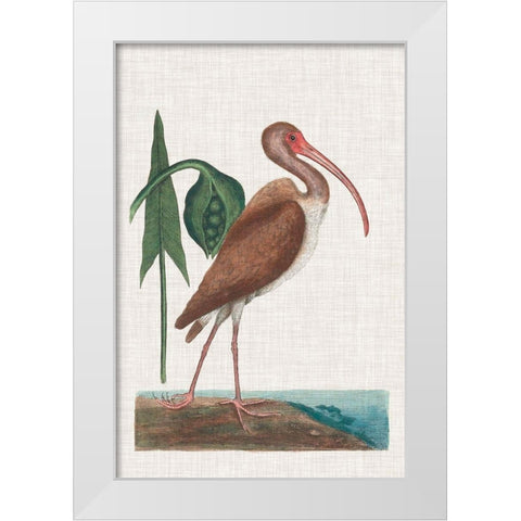 Catesby Heron V White Modern Wood Framed Art Print by Catesby, Mark