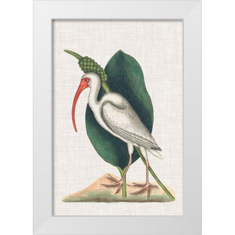 Catesby Heron VI White Modern Wood Framed Art Print by Catesby, Mark