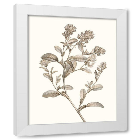 Neutral Botanical Study II White Modern Wood Framed Art Print by Vision Studio