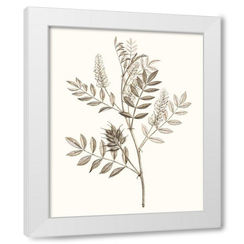 Neutral Botanical Study III White Modern Wood Framed Art Print by Vision Studio