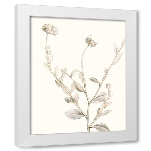 Neutral Botanical Study IV White Modern Wood Framed Art Print by Vision Studio
