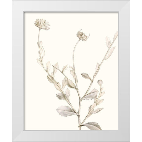 Neutral Botanical Study IV White Modern Wood Framed Art Print by Vision Studio