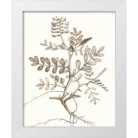 Neutral Botanical Study VI White Modern Wood Framed Art Print by Vision Studio