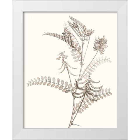 Neutral Botanical Study VII White Modern Wood Framed Art Print by Vision Studio