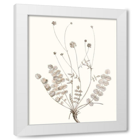 Neutral Botanical Study IX White Modern Wood Framed Art Print by Vision Studio