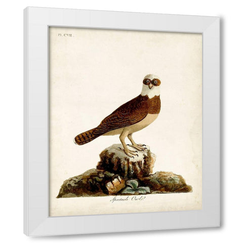 Spectacle Owl White Modern Wood Framed Art Print by Latham, John