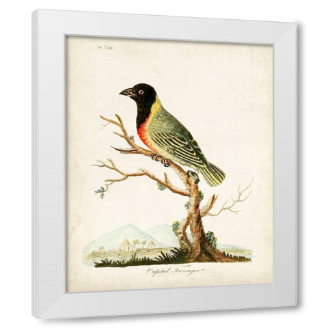 Capital Tanager White Modern Wood Framed Art Print by Latham, John