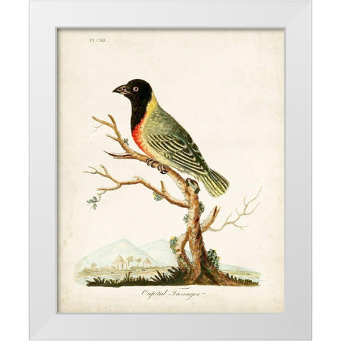 Capital Tanager White Modern Wood Framed Art Print by Latham, John