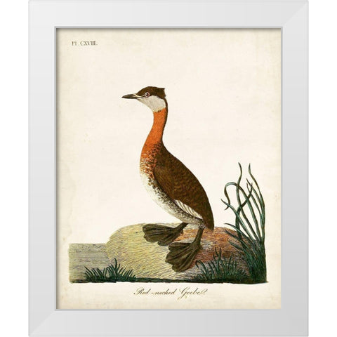 Red-Necked Grebe White Modern Wood Framed Art Print by Latham, John