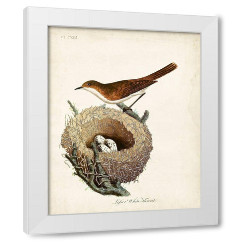 Lesser White-Throat and Nest White Modern Wood Framed Art Print by Latham, John