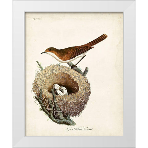 Lesser White-Throat and Nest White Modern Wood Framed Art Print by Latham, John