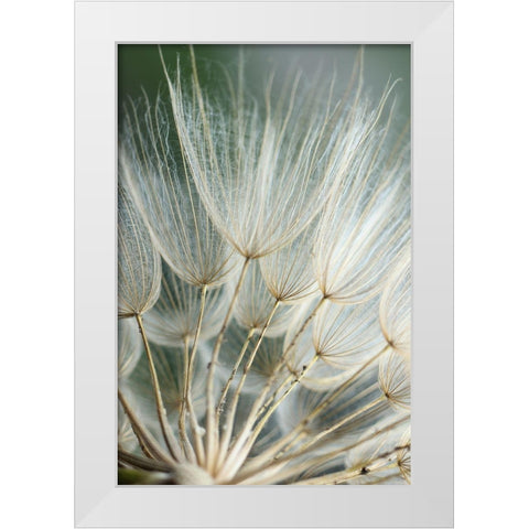 Macro Dandilion II White Modern Wood Framed Art Print by Stramel, Renee W.