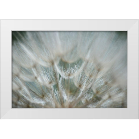 Macro Dandilion V White Modern Wood Framed Art Print by Stramel, Renee W.