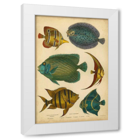 Goldsmiths Spinous Fishes White Modern Wood Framed Art Print by Goldsmith