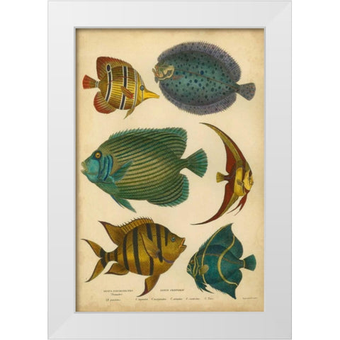 Goldsmiths Spinous Fishes White Modern Wood Framed Art Print by Goldsmith